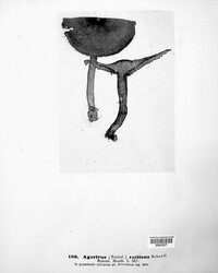 Image of Tricholomopsis rutilans